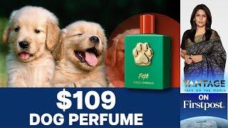 Dolce & Gabbana’s $109 Perfume for Dogs Raises a Stink | Vantage with Palki Sharma