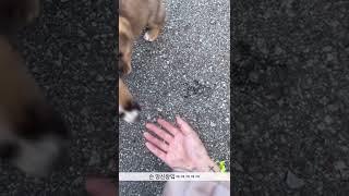 길에서 만난 시고르자브종                    #shorts #shortsvideo #dog