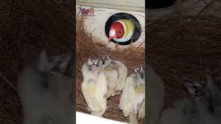 Gouldians pairing up||Bonded breeding pairs||Own chicks parent gouldians||Exotic finches||Mps farm