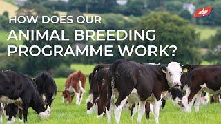 How Does Our Animal Breeding Programme Work? | ABP Demonstration Farm