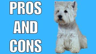 West Highland Terrier Pros And Cons | Should You REALLY Get A WEST HIGHLAND TERRIER?