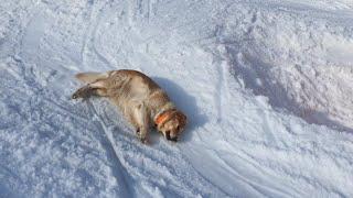 Dog Sliding Down A Snowy Hill