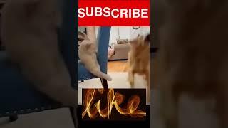 cat fails new fails video #shorts