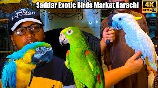 Saddar Exotic Birds Market Karachi Unique and Rare Birds and Parrots Latest Updates