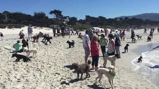 Poodle Day Carmel California 2017