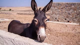 What Do Donkeys Eat? Foods That You Should Feed Them