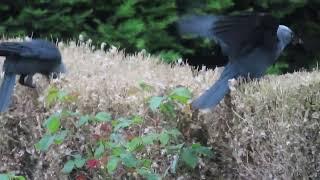 STRANGE BEHAVIOR OVER THE HEDGE with JACKDAWS (NEVER SEEN THIS BEFORE)