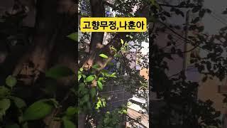 #고향무정 #원곡 오기택 #나훈아#가황 #임영웅 #영웅시대 #미스터트롯진