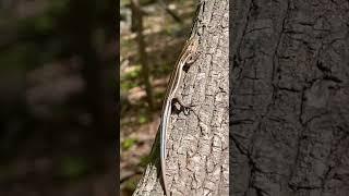 Hiking Cane Creek Mountain Natural Area-Hello lizard 