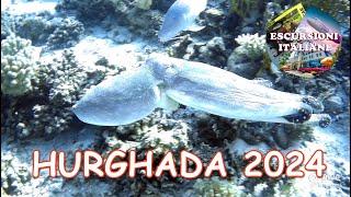 Hurghada 2024  (Diving - Red Sea)