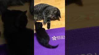 5년전! 구미는 항상 까불이 였어용 덩치 따위 상관없다ㅋㅋㅋ #고양이 #고양이의일상#고등어태비 #턱시도냥이 #뚱냥이  #catoftheworld #cattiktok#kitten