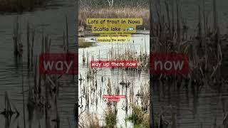 Trout fishing Nova Scotia. Grand lake. Lots of trout jumping.