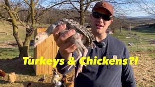 Can Turkeys & Chickens Live Together?