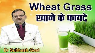 Wheat Grass खाने के फायदे। Subhash Goyal | Sadhna TV