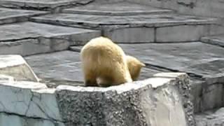 ポリタンクと戯れるホッキョクグマ