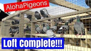 Homing Racing Pigeon Loft Construction Complete!!!