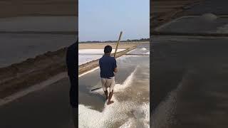 salt making process #salt #making #viral #pavan_bunga #trending #likes #fishing #instagram  #naupada