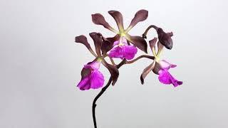 Encyclia Cashen Chocolate Rose dedicated to patience