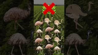 History's Most Bizarre War Stories | Uncover the Weirdest Conflicts