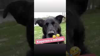 Когда похолодало,  собака дрожит!  Смотреть всем,  ржака, смешно ппц . Коротко о погоде