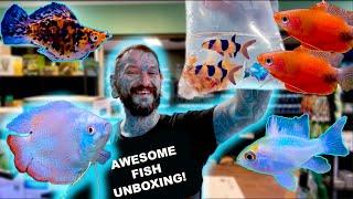 CUTE CORYDORAS! GOLOURFUL GOURAMIS! CRAZY CLOWN LOACHES!  UNBOXING LIVE FISH!