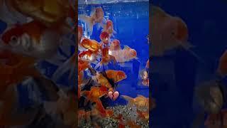 Oltin balik  #shorts #sevinchismoilova #toshkent #urganch #fish #fishing #vine #shortsvideo #sigma