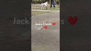 Jack's friends..️️ ( puppy's name - Ben) ( kitty's- Siku)️️