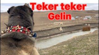 DUMANA SÜRÜ KÖPEKLERİ GELDİ.  2. Bölüm