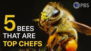 These Bees Hustle to Put Food on the Table | Deep Look