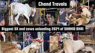 Biggest ox and cows unloading in Tiretti bazar 2024 | Chand travels | Shahid bhai #angrycowvideo