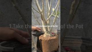 Don't Forget These Tips While Repotting Adenium Bonsai | Bonsai Passion