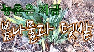 봄나물/봄나물 종류/텃밭/농촌생활