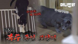 오징어게임보다 더 잔인한 냥들의 복수혈전 revenge between cats  more cruel than a squid game