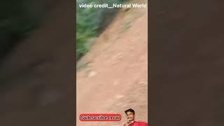 Wild pig at**cks on biker वन सूअर का ह*ला #shorts #animalshorts #animals