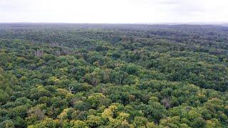 MV Spezial: Waldzustandsbericht 2022 - Wald leidet unter extremem Klimawandel