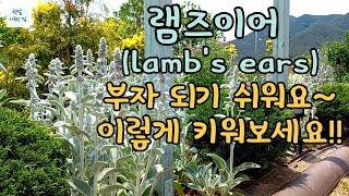 이국적인 램즈이어 예쁘고 풍성하게 키우는 방법/lamb's ears/정원 가꾸기