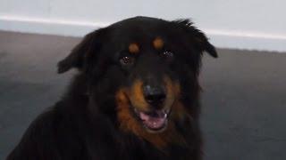 Teaching the 'Leave It' Cue | Teacher's Pet With Victoria Stilwell