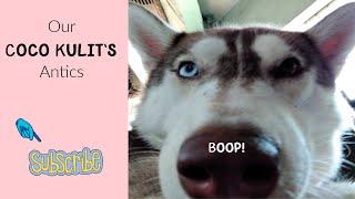 Our Diva Husky Coco Kulit’s Antics