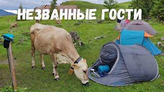 Ночь в палатке на Альпийском лугу| нашествие коров | моя Швейцария