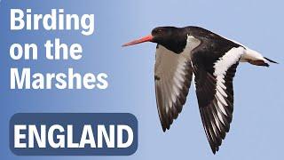 Virtual Bird Watching Trip to Shellness, England