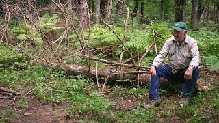 Tree falls on man while deer hunting in Michigan