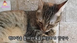 [고양이] 프리미엄자연관찰ㅣ동물관찰ㅣ과학도감ㅣ생생자연도감ㅣ과학동화ㅣ유아동화ㅣ아기책읽어주기ㅣ자연관찰ㅣ고양이 관찰ㅣ동물도감ㅣ엄마가들려주는자연관찰동화ㅣ