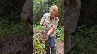 Giant cane toad found in north Queensland weighs 2.7kg | ABC News