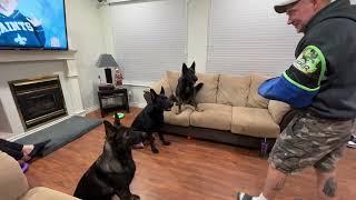 Tonight’s fun time with the kidsOur German Shepherds love the bite arm and leg. 