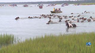 99th annual Pony Swim on Chincoteague draws thousands