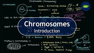 Chromosomes | Introduction | Biochemistry | Cell biology | Basic Science Series