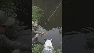 Fly fishing for Smallmouth bass with crawfish flies