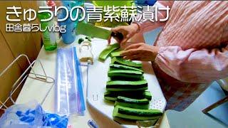 採れたてを料理すると絶品！きゅうりの青しそ漬けを作りました【田舎暮らしvlog】【山口県】