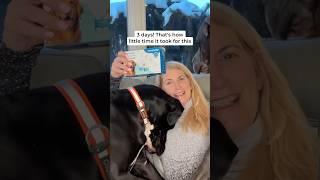 In no time, this is what happened! #petdog #petcareproducts #petpeesolution