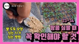 봉춘팜 땅콩농사 | 땅콩 밭에 심을 때 꼭 확인하고 알아야 할 것